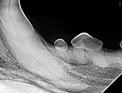 Dog teeth radiograph