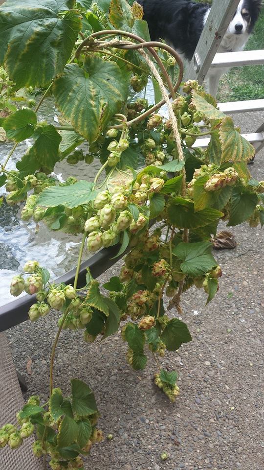 Hops grown by Dr. Taylor