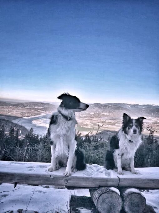 Gunner and True at the Western Lookout bench on Sumas