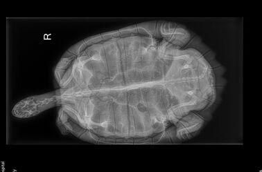 X-ray Turtle