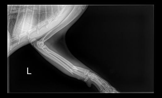 X-ray cat