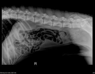 x-ray dog